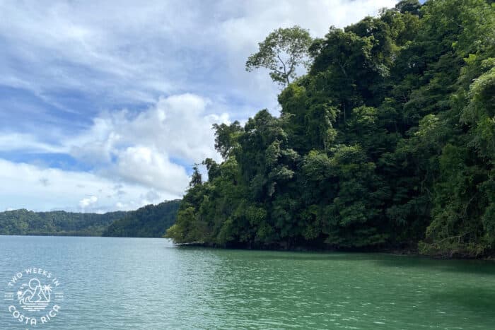 a forested hillside point going into emerald green ocean