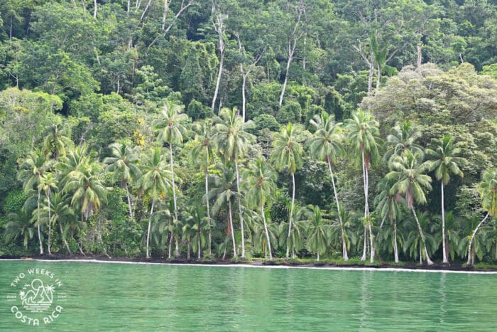 green ocean water with a mountain covered in trees in the background
