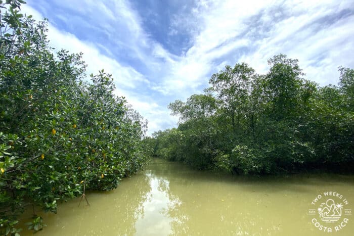 a green river with thick mangrove forest along the sides