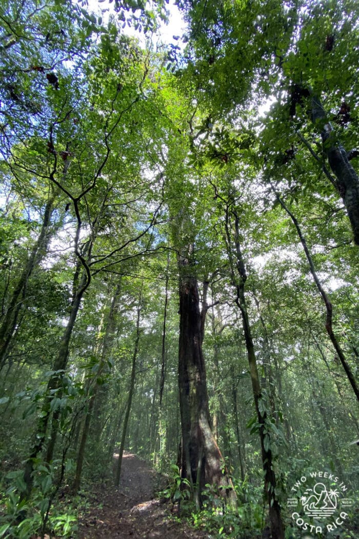 Looking up at some lofty rainforest trees