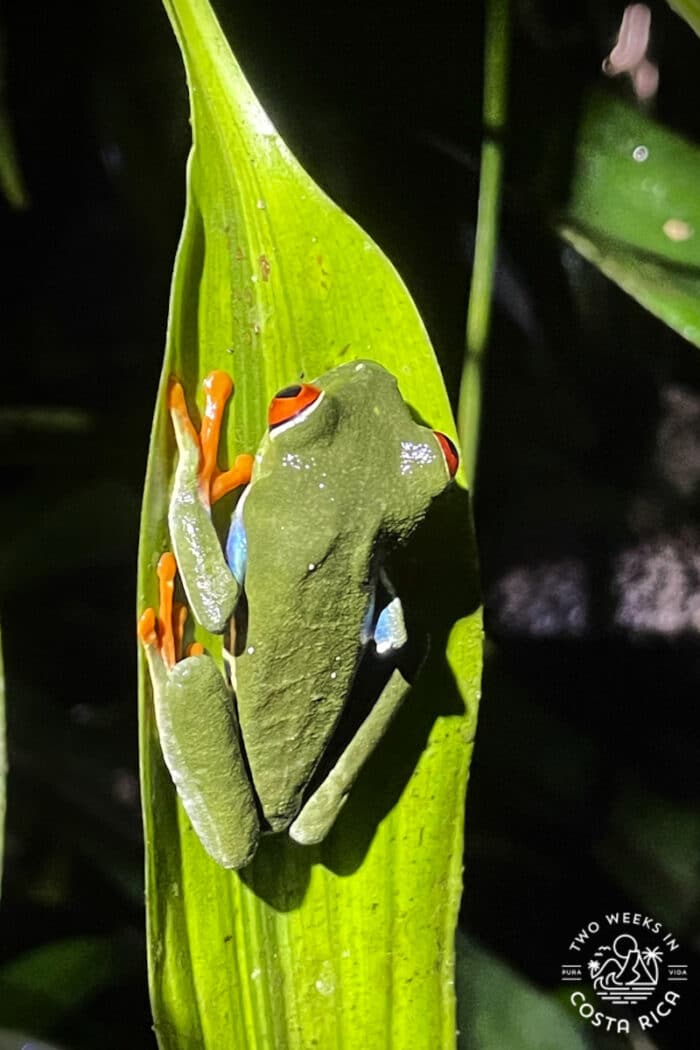 Red eyed tree frog clinging to a leaf