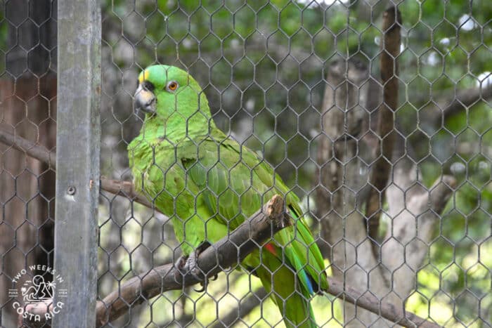 green bird perched on a stick in a cage
