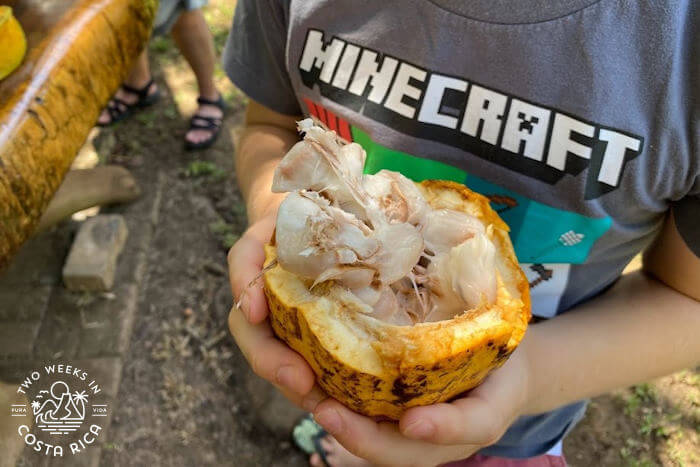 Cacao Fruit