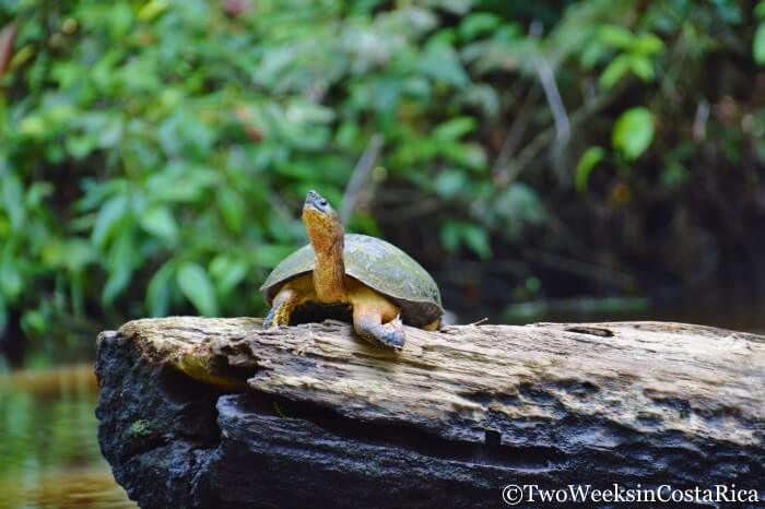 A freshwater turtle in the canals at Tortuguero National Park