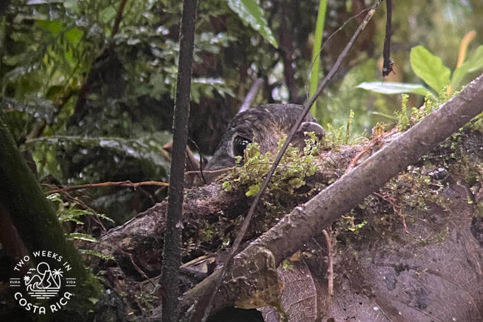 Bird Nest