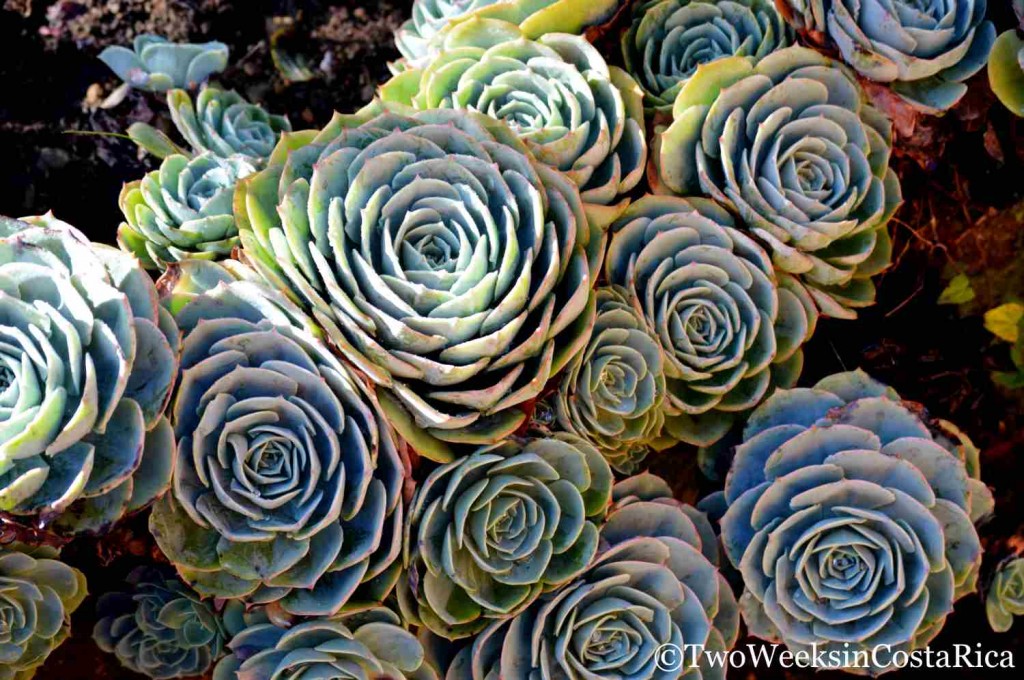 Sedums Growing in the Garden at Suria Lodge