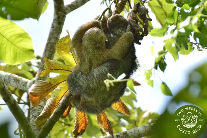 a sloth mother and baby hanging from a tree together at the Bogarin Trail