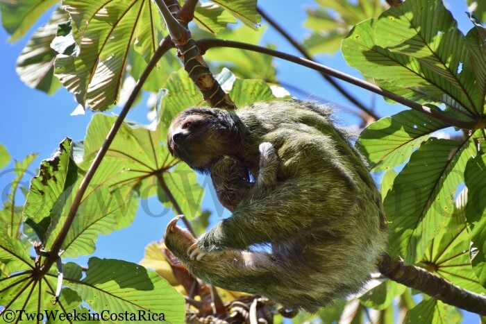 sloth mother and baby in a tree with large leaves