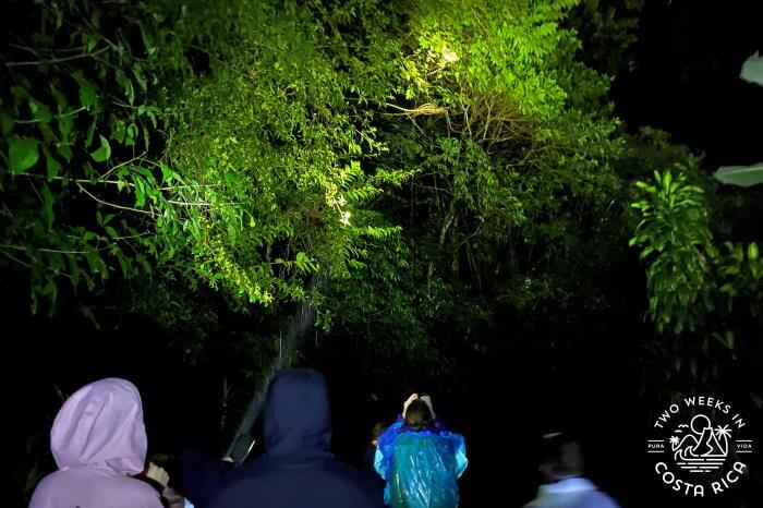 Seeing a sloth Monteverde night tour