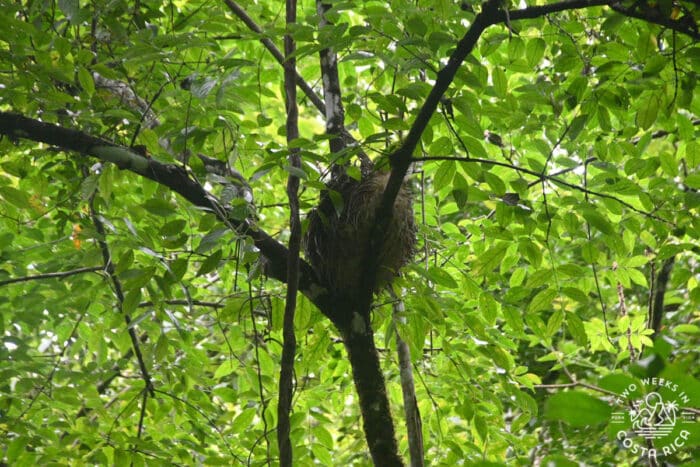 sloth curled up in a tree