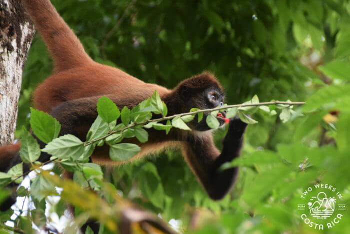 Spider Monkey Osa 