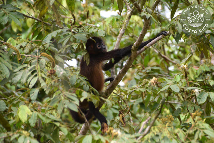 Spider monkey
