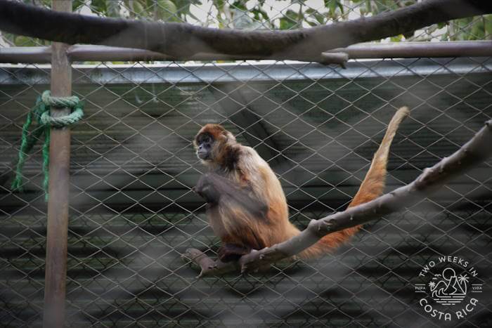 Spider Monkey 