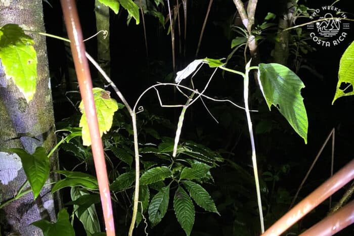 An stick insect blending into its surroundings