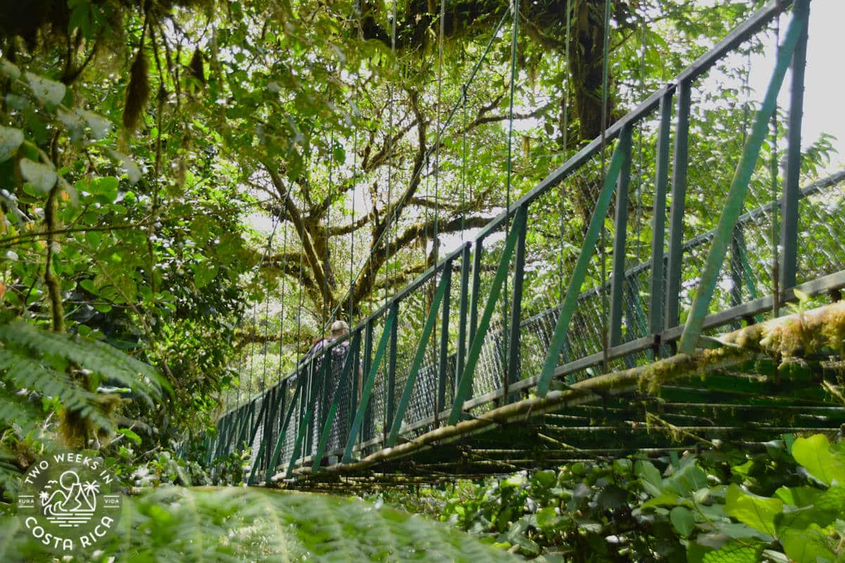 side view of a suspension bridge in the monteverde cloud forest