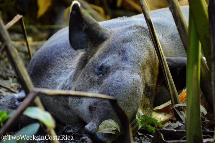 Baird's Tapir sleeping in Corcovado National Park