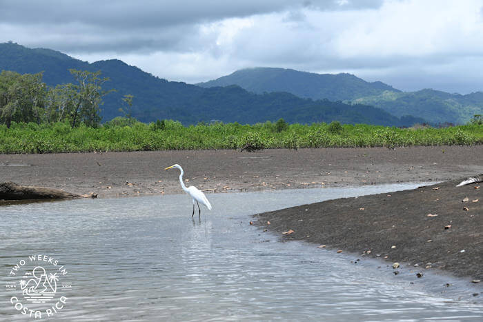 A large white bird wading in the Tarcoles River, Costa Rica with mountains in the background. 