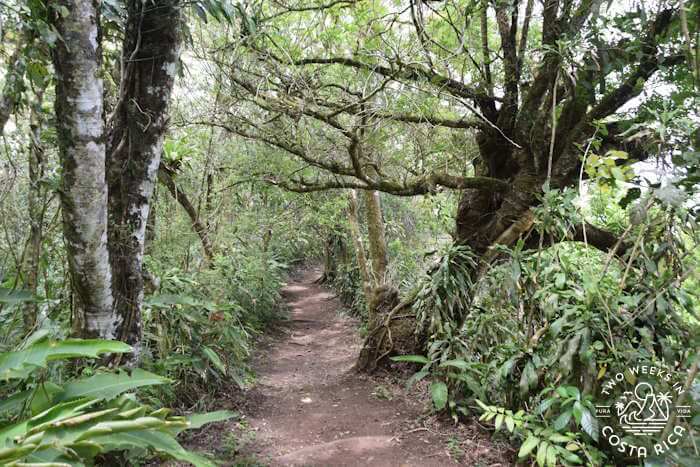 Mature Trees