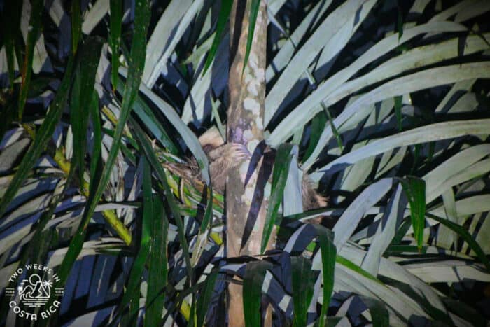 A sloth clinging to a tree at night