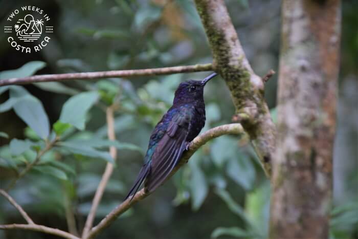 Violet Sabrewing hummingbird resting on a tree