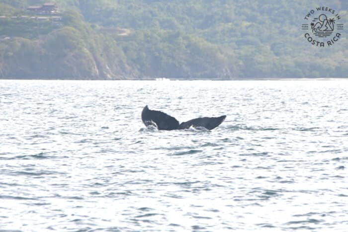 whale tail in ocean
