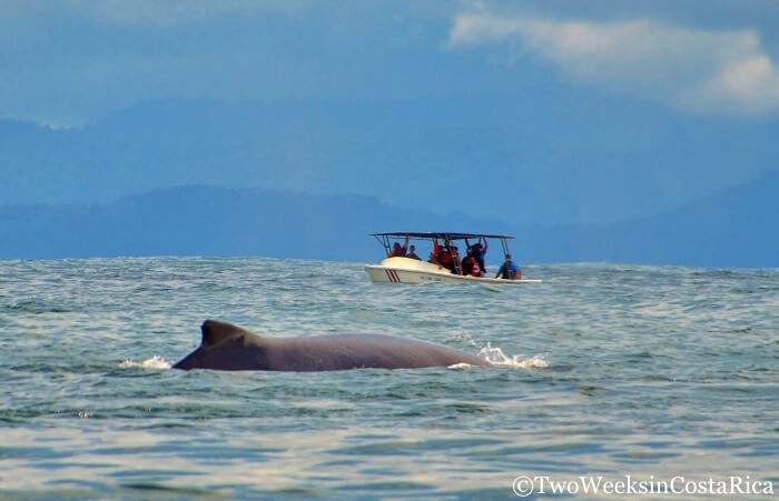 People watching a whale on a tour in Bahia Uvita Costa Rica