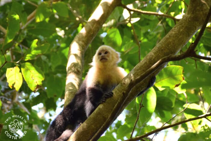 White-faced Capuchin monkey on a branch