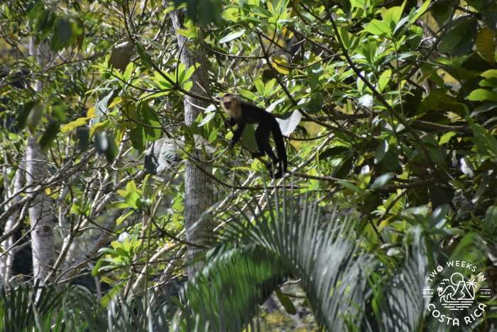 Monkey Mona Golosa